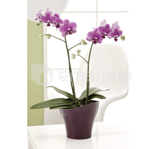 პლასტმასის ქოთანი ყვავილებისთვის Scheurich 221/19 WAVE BRIGHT LILAC