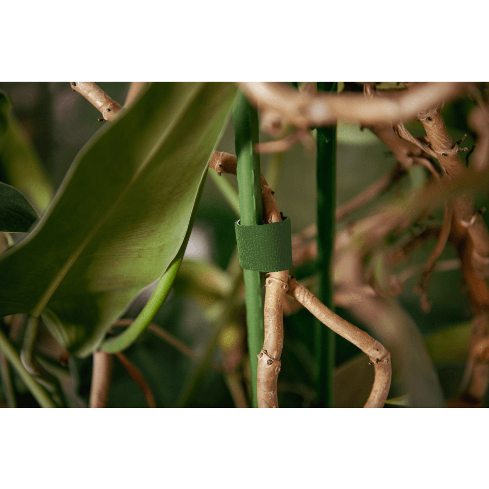 ლენტი მცენარის Bradas 9.5x5 rolka GREEN