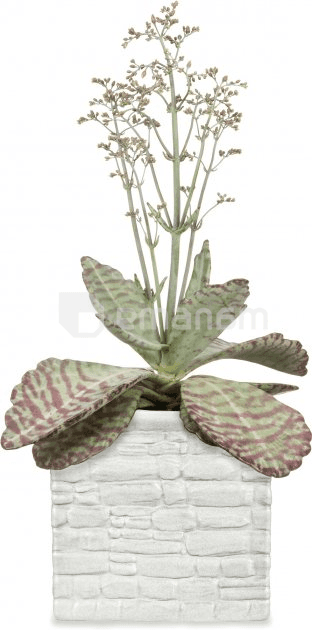 ქოთანი ყვავილის კერამიკული Scheurich Chalk 13/995