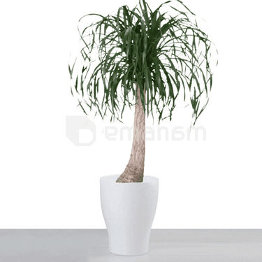 ქოთანი კერამიკული ყვავილის Scheurich 608/40 PLANTER PANNA