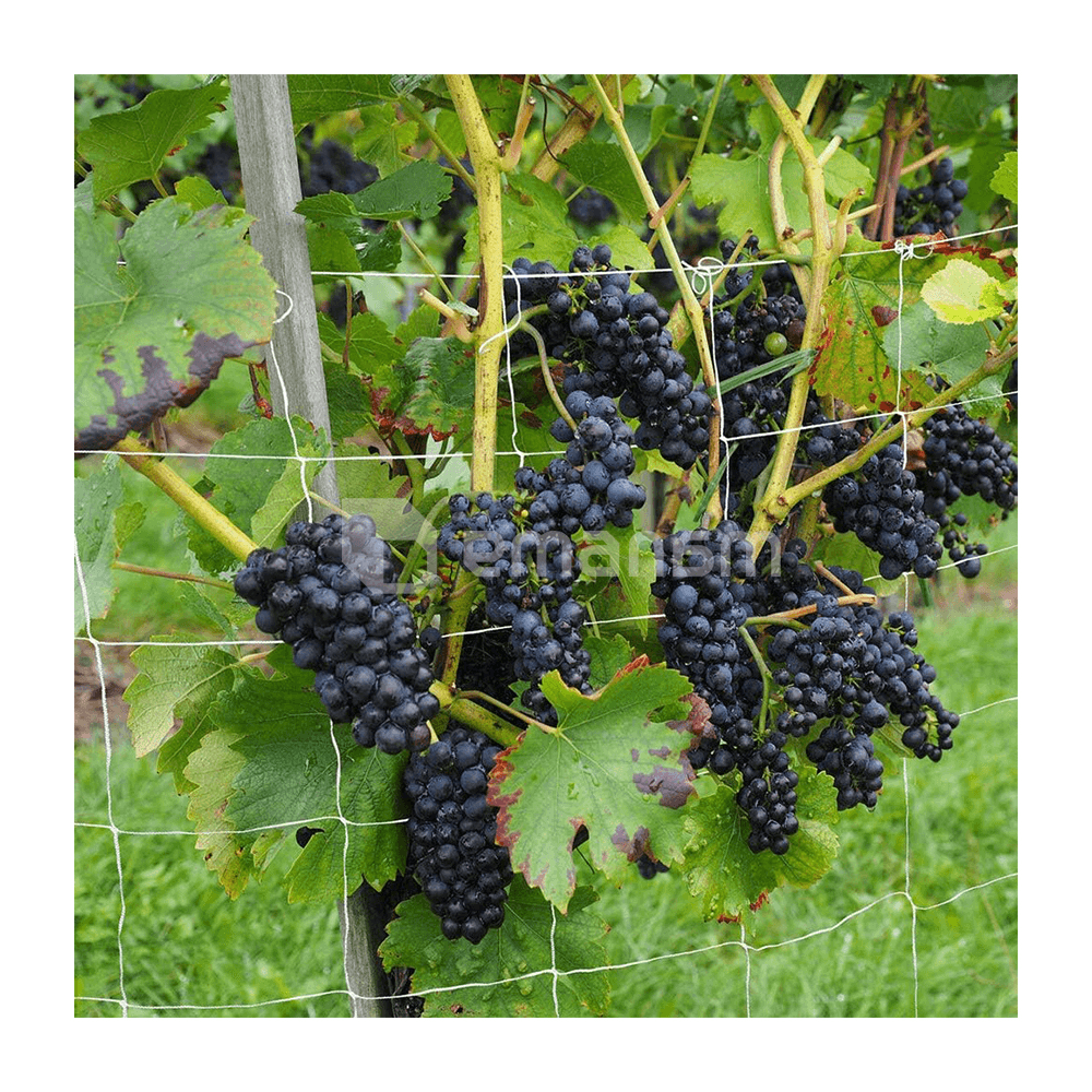 გასაბმელი ბადე GrowGrow